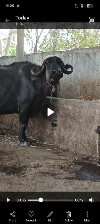 પેલું વેતર ગાભણ