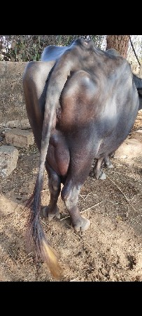 ભેંશ વેચવાની છે