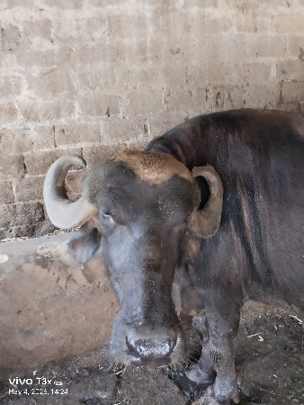 બીજું વેતર 
10 દિવસ કાસિ