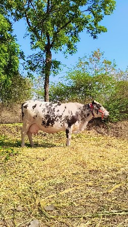 ગાભણી