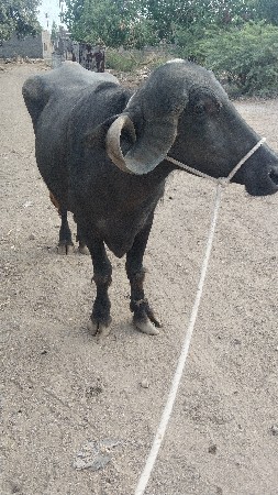પારેટ ભેશ વેચવાની છે