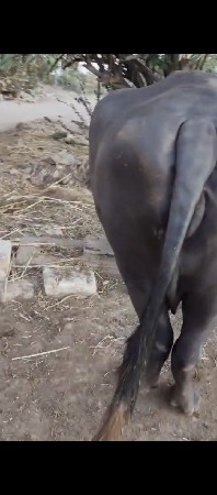 ભેસ વેચવાની છે હૂ  દલીલ છૂ