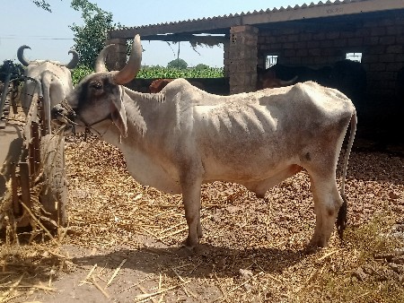 બરધ વેસવાનોછે