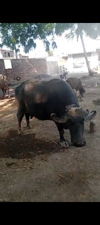 9723197610. ફોન કરો