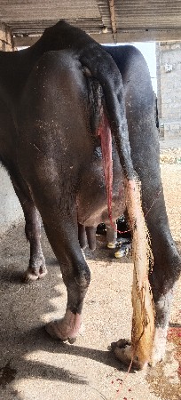કાલે વિયાણી