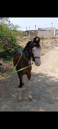 વસેરીસે