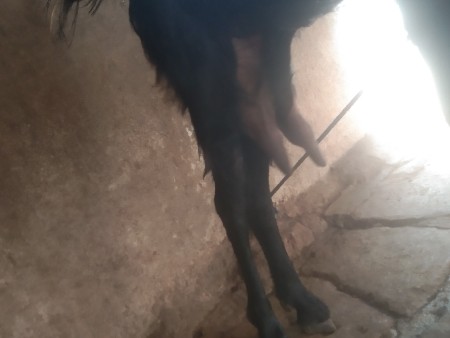 વેચવાના છે આ બકરુ