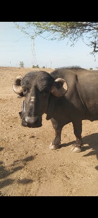 આ ભેંસ વેસવાની છે
