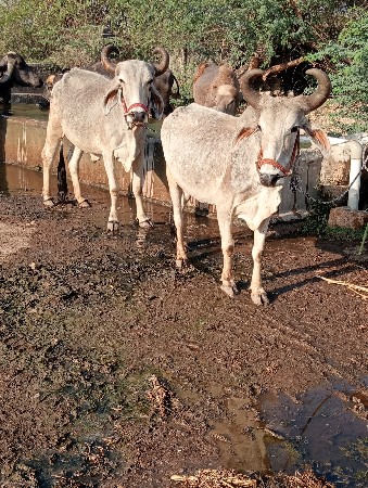 ગોધલા વેચવાના છે