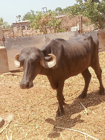 ખડેલી વેચવાની સે