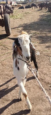 બોકડા વેચવાના. છે.