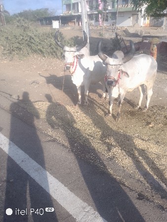 જુનાગઢ કેશોદbdhffhdhdhdh
