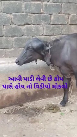 સારી પાડી લેવાની છે