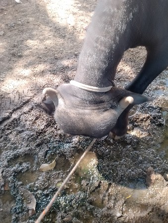 ખળેલી