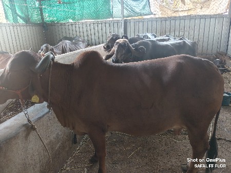 vechvani che