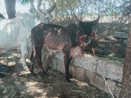 ઘોઢલો દેવાનો સે