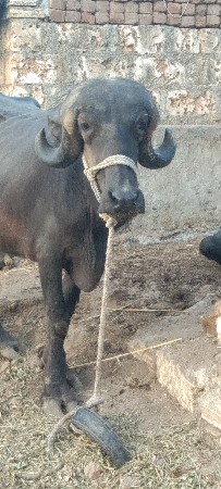 ખડેલી જાફરાબાદી વેચાવ છે.તાનો રસ
