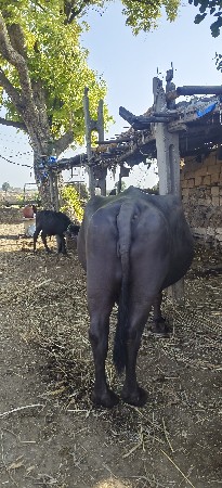 ભેંસ વેચવાની છે