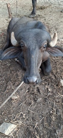 ખડેલો વેચવાનું છે અઢી વર્ષ નું