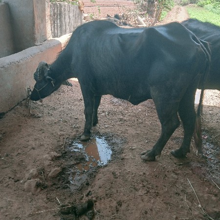 ભેંસ વેચવાની છે
