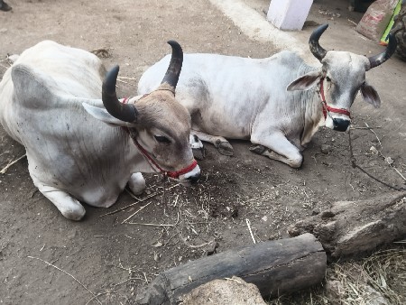 badadh