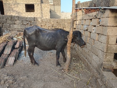 ભેંસ વેચવાની સે