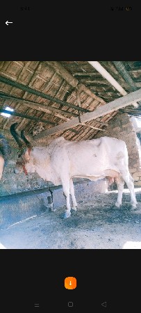 ગાય વેચવાની છે 3 મહિના નિ ગાભણ