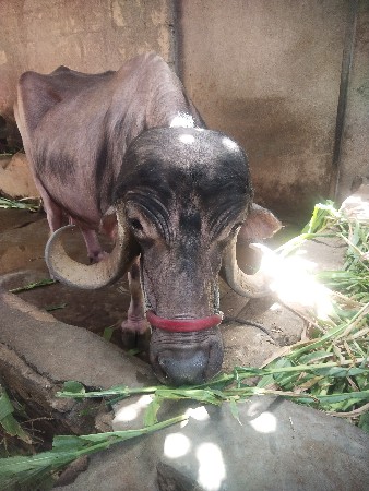 ભેસ વેચવાની છે