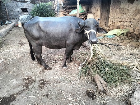 આ ખડેલી વેશવાની છે વેતર પેલુ