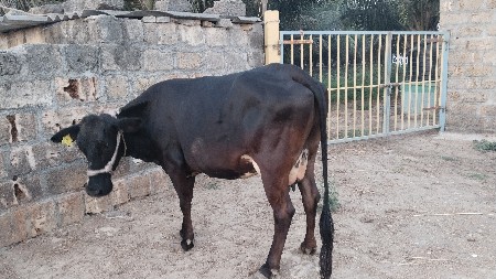 6 લીટર દૂધ હજાર માં સે