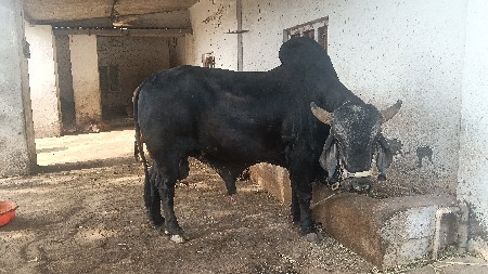 vechavanu