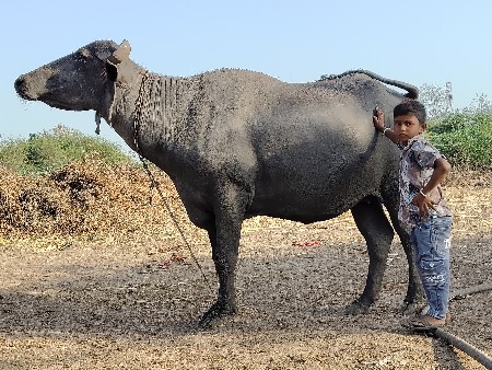 વેચવાની છે