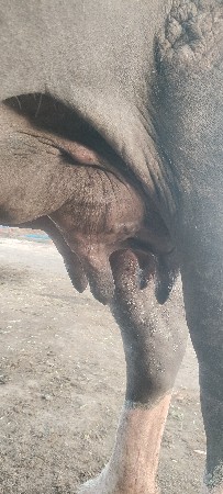 ભેંશ વેચવાની છે 1 લૂ વેતર