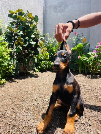 Doberman Orignal