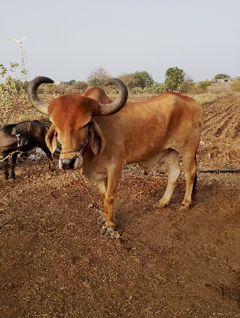 badadh