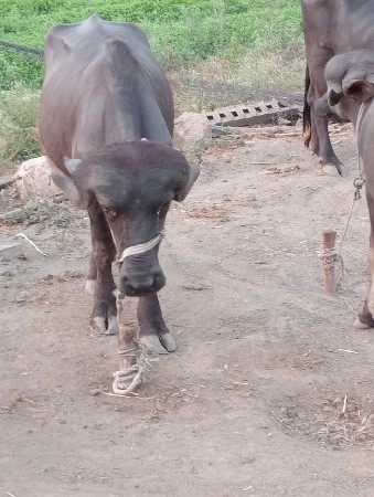 બે પાડા અઢી વરસ ઉપર ના છે