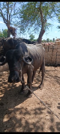 khdeli vechvani chhe