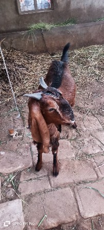 બકરો વેચવા નો છે