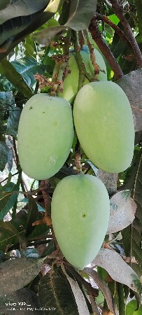 આંબાના ઝાડ દેવના છે