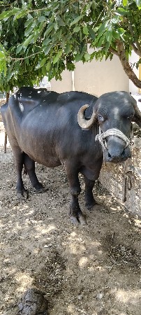 વેશવાની