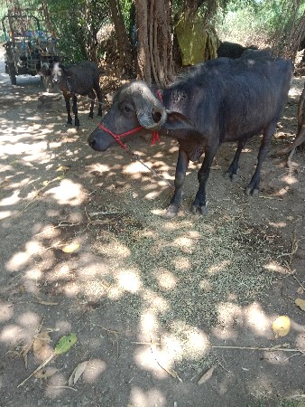 ખડેલી વેચવાની છે