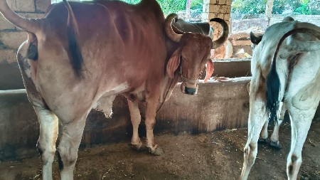 asvin bhai
jamalpara
