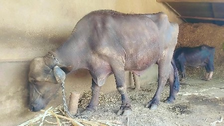 આ ખડાય વેચવાની છે ખાલી છે