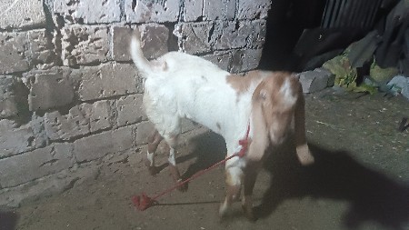 રાજસ્થાની બકરો વેચવાનો છે