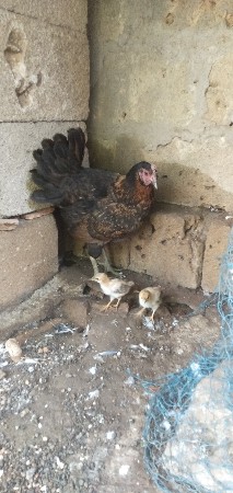 મુર્ગી વેચવાની છે દેસી