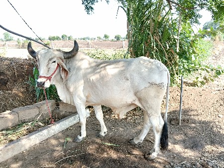 ધોરો ગોઢલો વેસવાનોસે