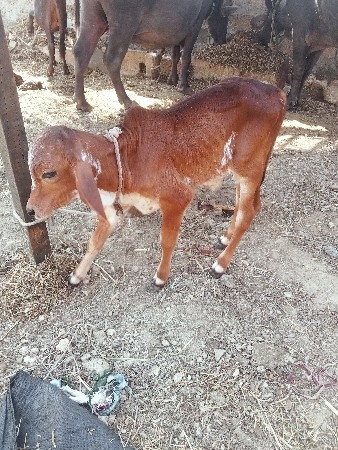 ગાયવેસાવાનીસેવીયાણેલ