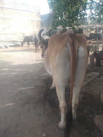 ૪,,ધર