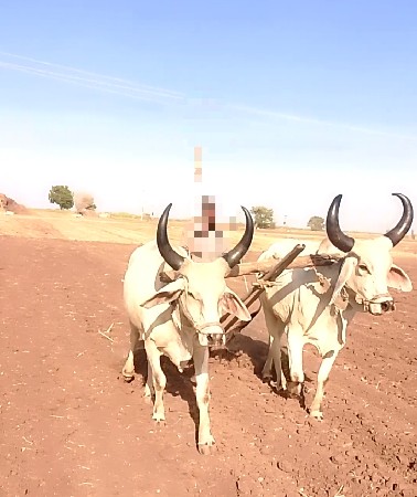 વાછડાં વેચવાના છે