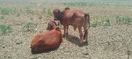 બળદ વેચવાના છે